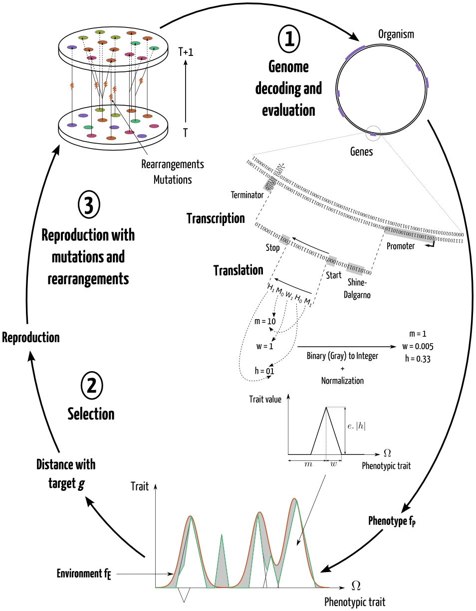 Aevol scheme